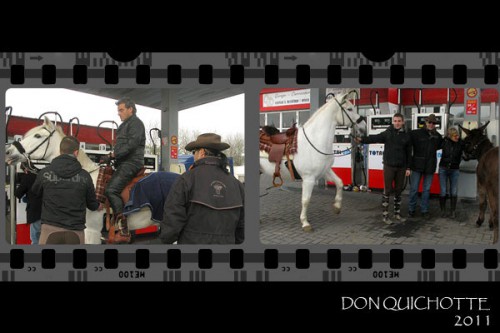 Dressage de chevaux pour le cinéma et spectacle